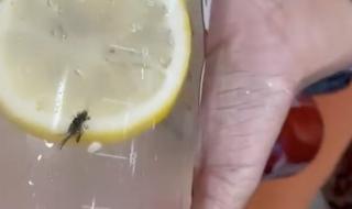 蜜雪冰城饮品里面有苍蝇怎么处理 曝蜜雪冰城中喝出苍蝇